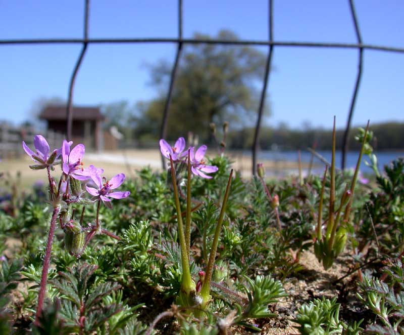 april stork's bill